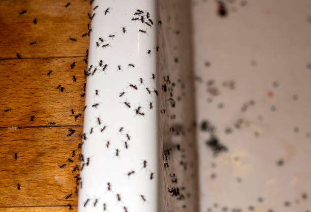 Best Local Pest Control Services  in Appomattox, VA